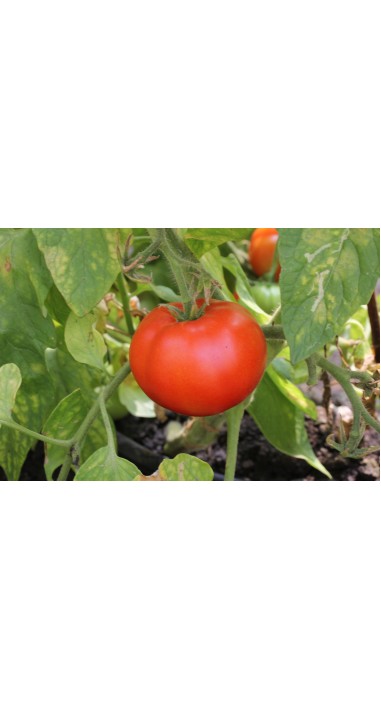 Томат Зінаїда F1