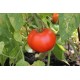 Томат Зінаїда F1