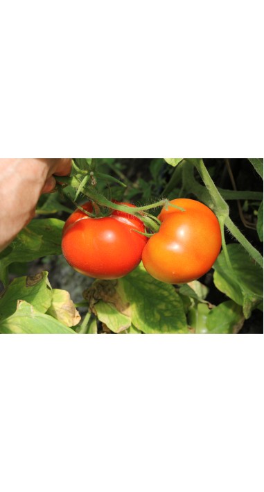 Томат Зінаїда F1