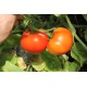 Томат Зінаїда F1