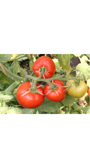 Томат Зінаїда F1