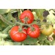 Томат Зінаїда F1