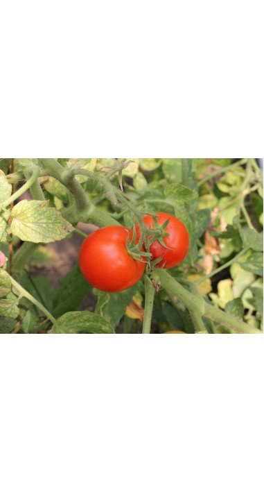 Томат Зінаїда F1