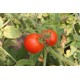 Томат Зінаїда F1