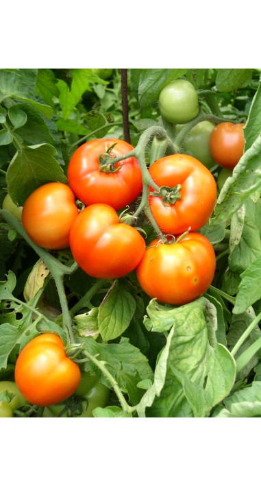 Томат Аврора F1