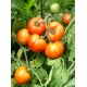 Томат Аврора F1