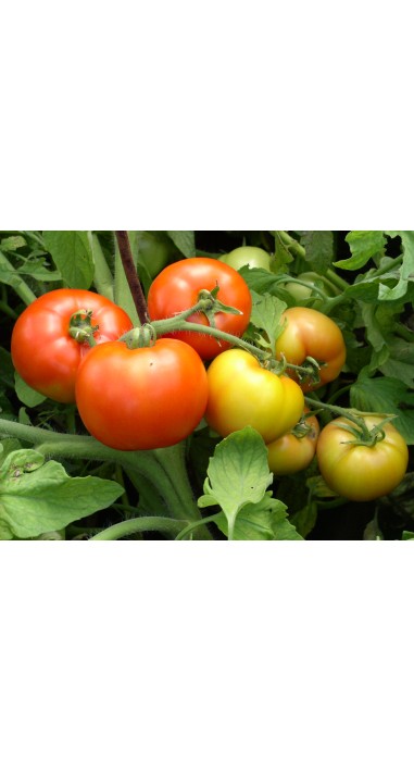 Томат Аврора F1