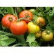 Томат Аврора F1
