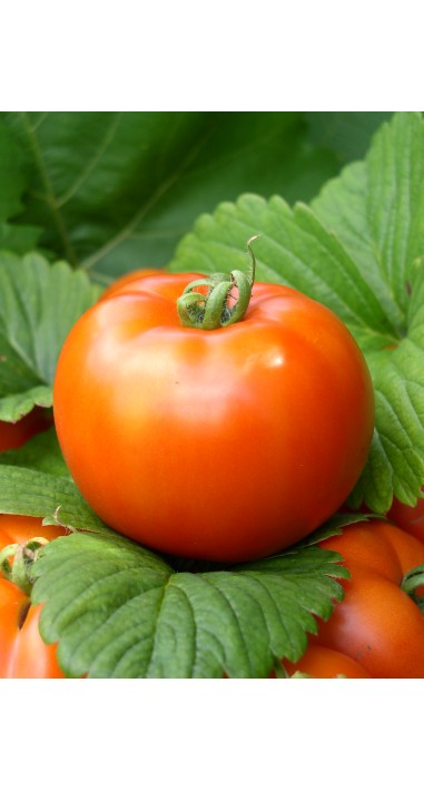 Томат Аврора F1