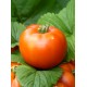 Томат Аврора F1