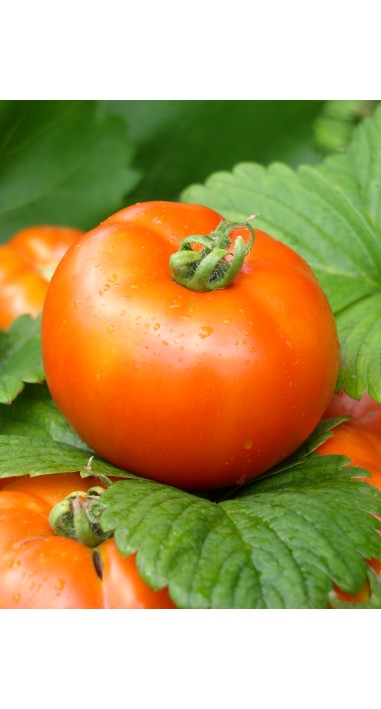 Томат Аврора F1