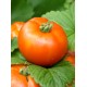 Томат Аврора F1