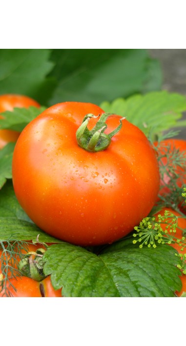 Томат Аврора F1