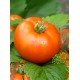 Томат Аврора F1