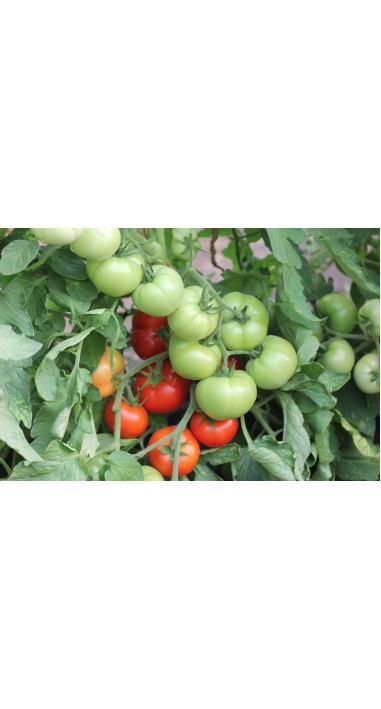 Томат Катюша - нова F1