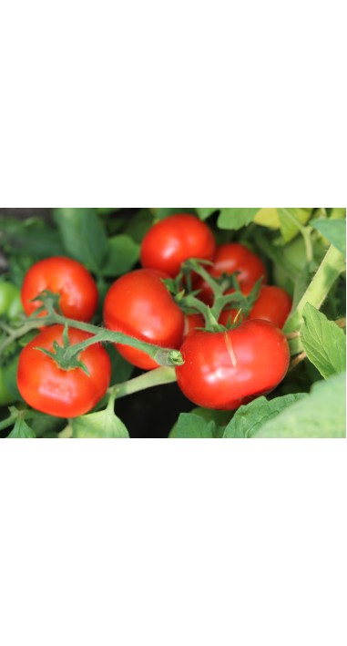 Томат Катюша - нова F1