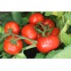 Томат Катюша - нова F1