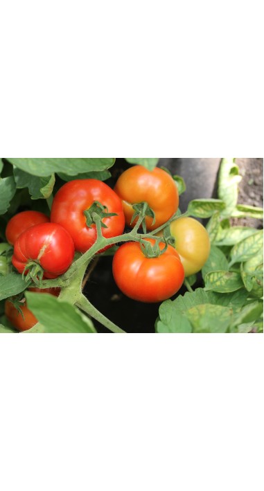 Томат Катюша - нова F1