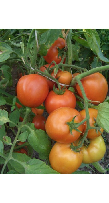 Томат Катюша - нова F1