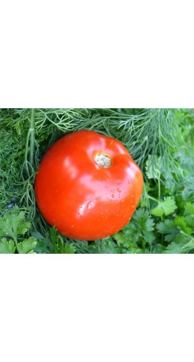 Томат Катюша - нова F1