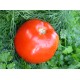 Томат Катюша - нова F1
