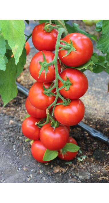 Томат Ред Джойс F1