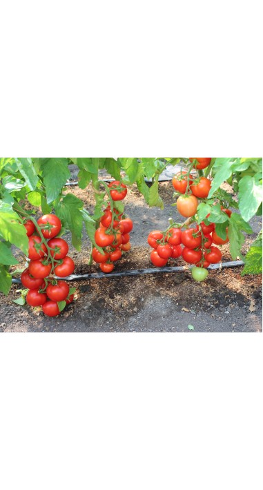 Томат Ред Джойс F1