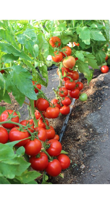 Томат Ред Джойс F1