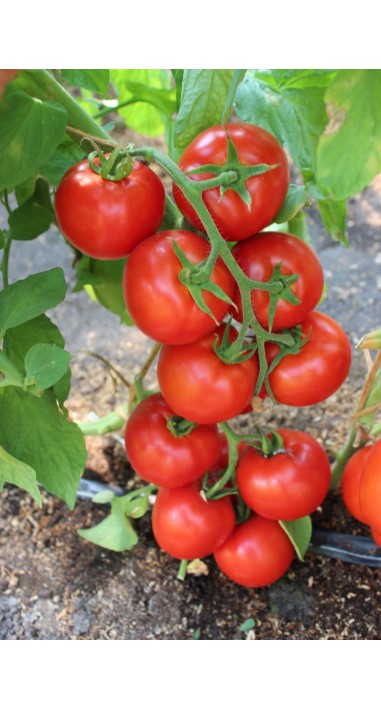 Томат Ред Джойс F1