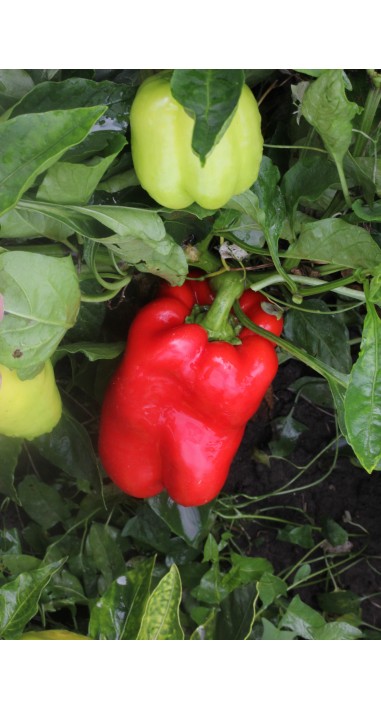 Перець Єремей