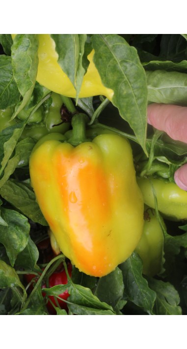 Перець Єремей