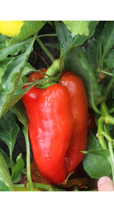 Перець Єремей