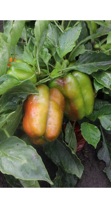 Перець Єремей