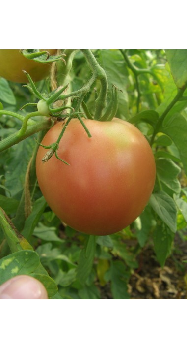 Томат Іванич F1