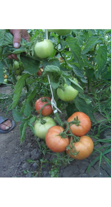 Томат Іванич F1