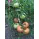 Томат Іванич F1