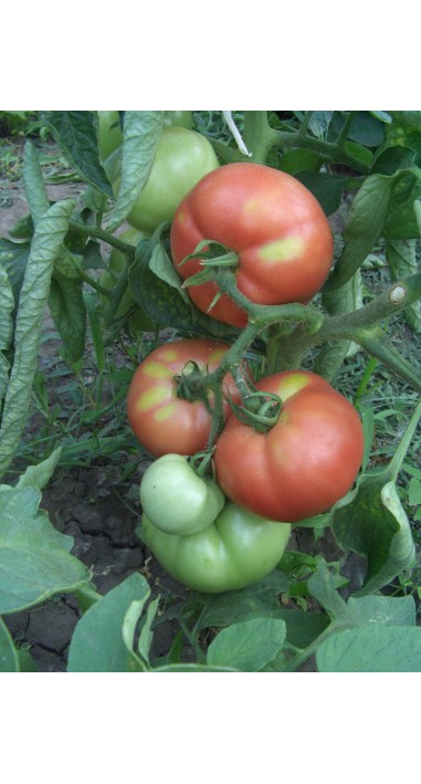 Томат Іванич F1