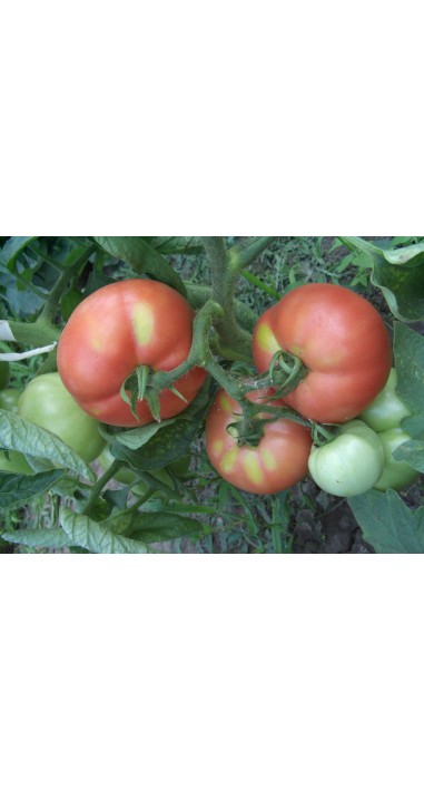 Томат Іванич F1