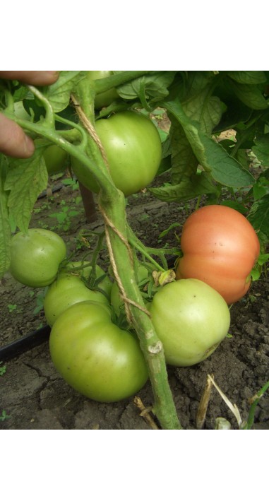 Томат Іванич F1