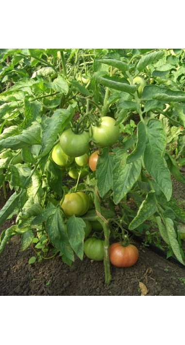 Томат Іванич F1