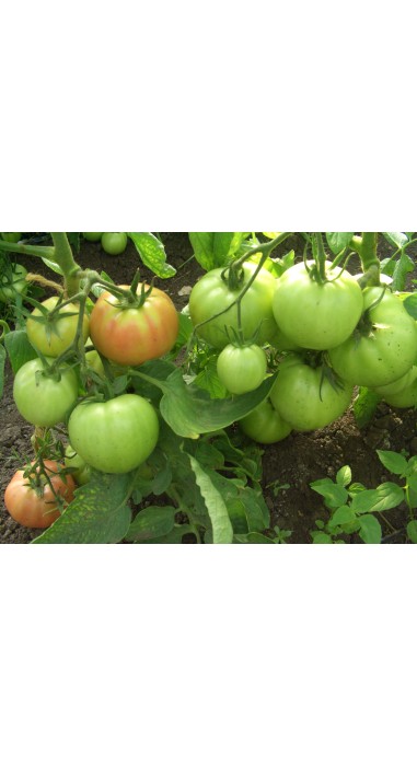 Томат Іванич F1