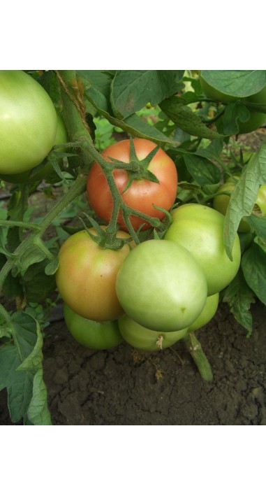 Томат Іванич F1