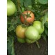 Томат Іванич F1