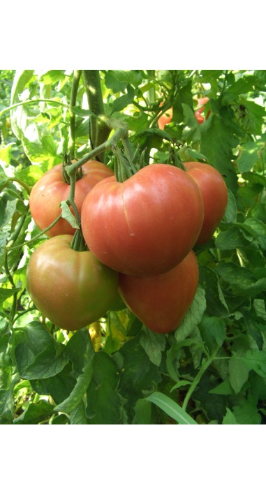 Tomato Abakanskiy rozovyy