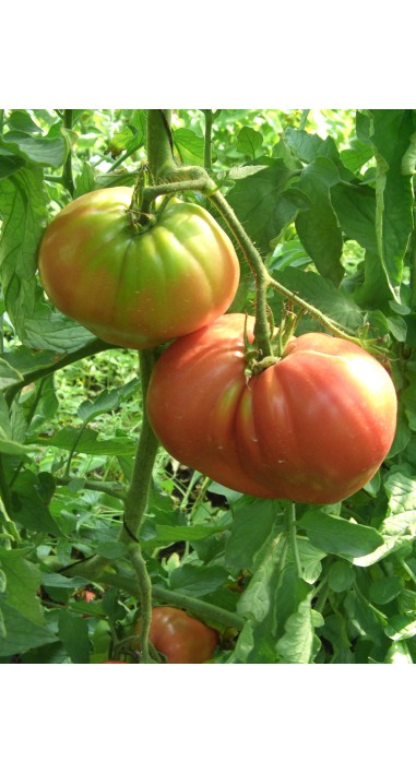 Tomato Abakanskiy rozovyy