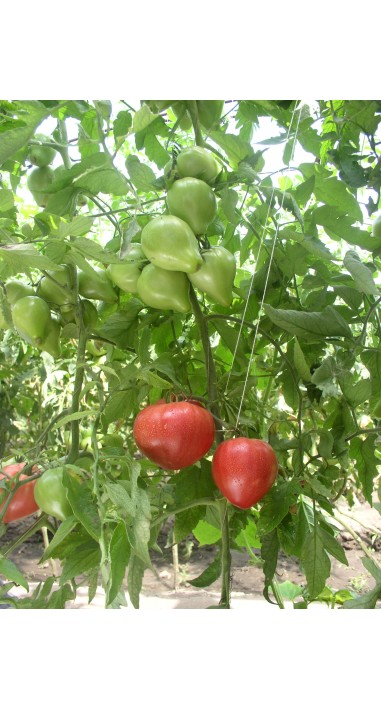 Tomato Abakanskiy rozovyy