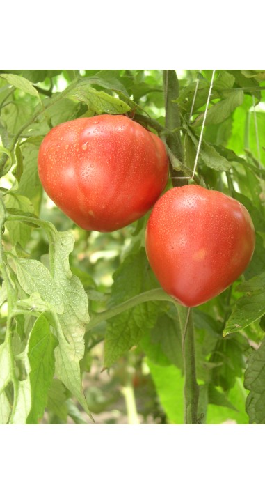 Tomato Abakanskiy rozovyy