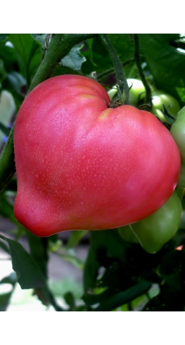 Tomato Abakanskiy rozovyy