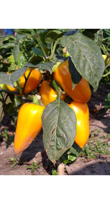 Перець Ажур