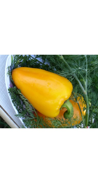 Перець Ажур